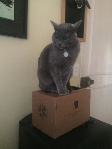 Customer photo review of Cat Lady Juego de 6 Vasos Gatunos 500ML