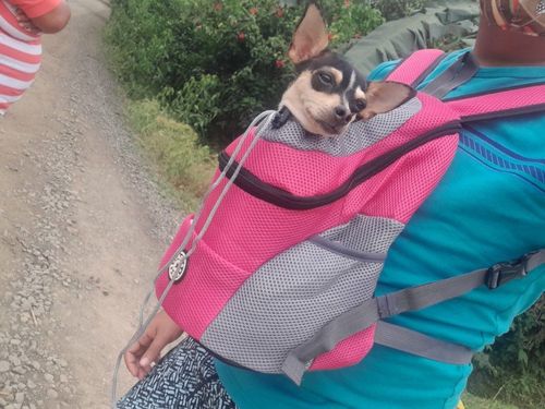 Thalia  W. review of miiBuddy Dog Backpack +Lifetime Warranty