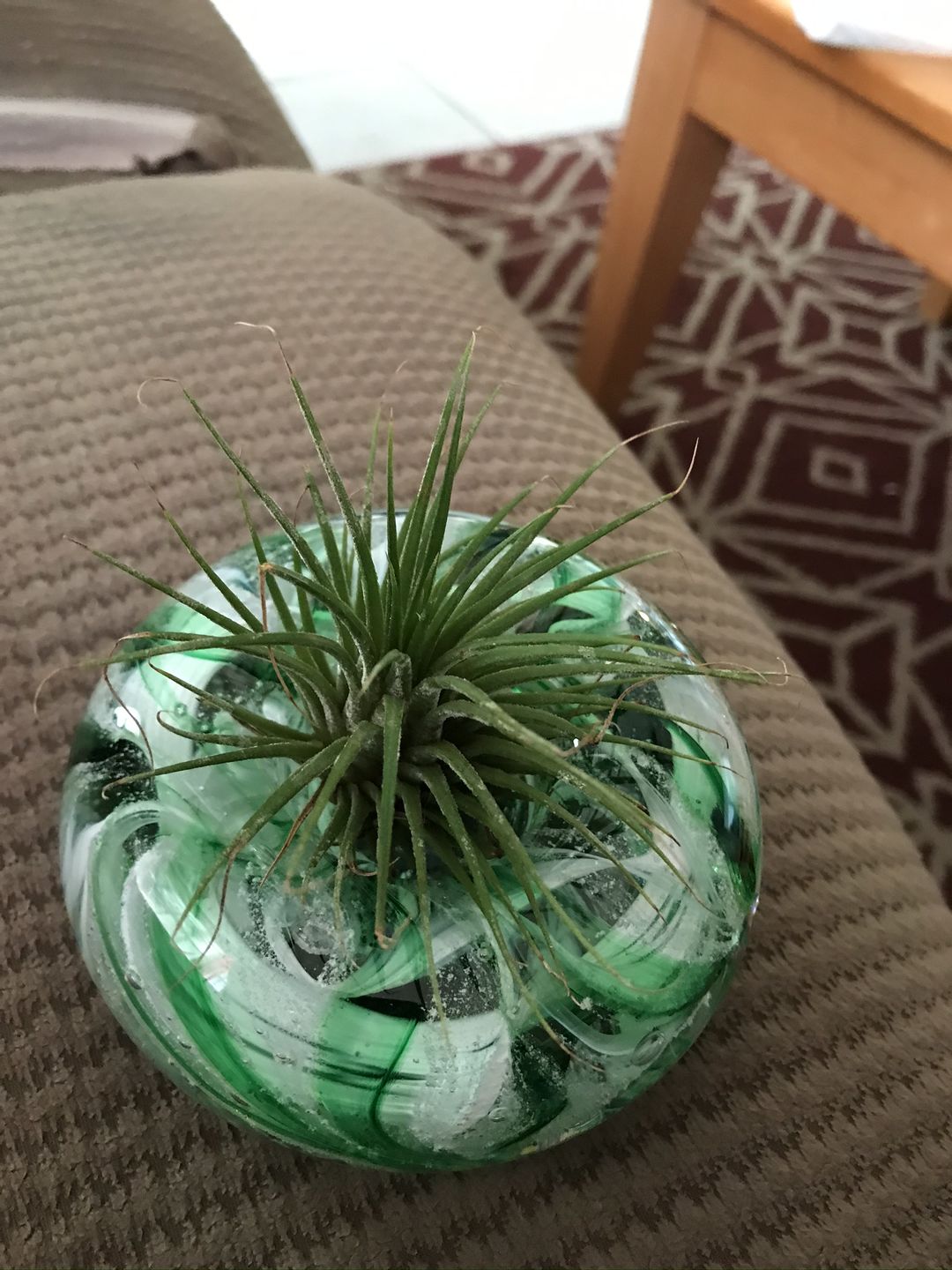 Customer photo review of Medium Air Plant Planter with Cremation Ashes