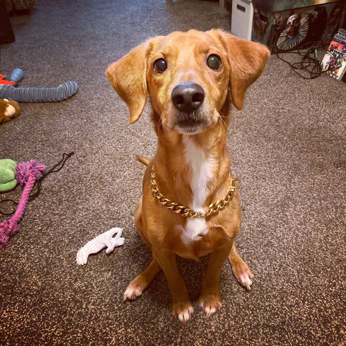 SPARK PAWS Reviews