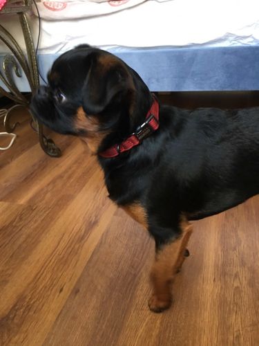 Customer photo review of SCHICKO BELLO - das wunderschöne Hundehalsband