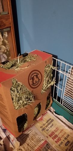 Customer photo review of GuineaDad Nourish Series - Timothy Hay (3 Pack)