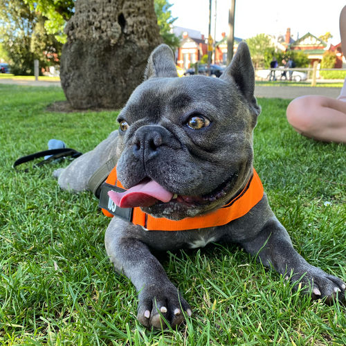 Customer photo review of DF Co. Hi-Vis Orange Dog Harness