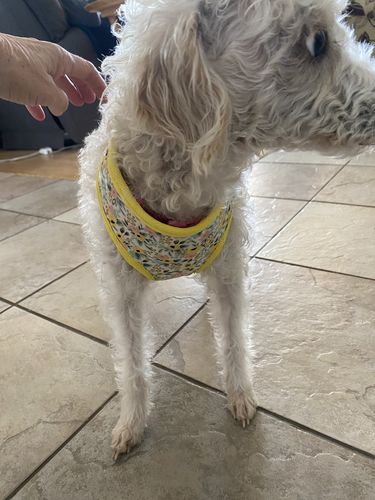 Customer photo review of Yellow Rose flower dog harness