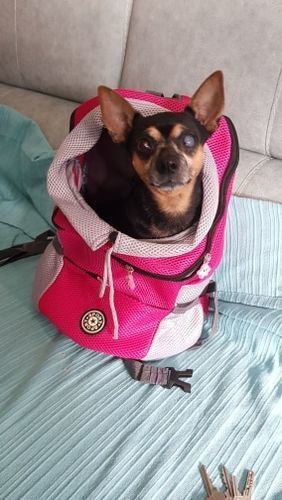 Terry  K. review of miiBuddy Dog Backpack +Lifetime Warranty