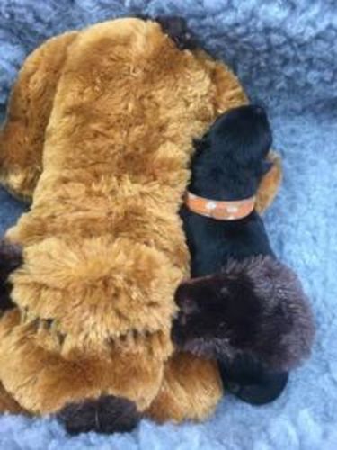 Customer photo review of Snuggle-Pup