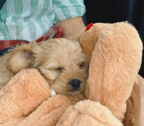 Customer photo review of Snuggle-Pup