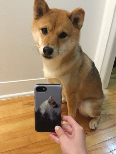 Customer photo review of Wise Fox