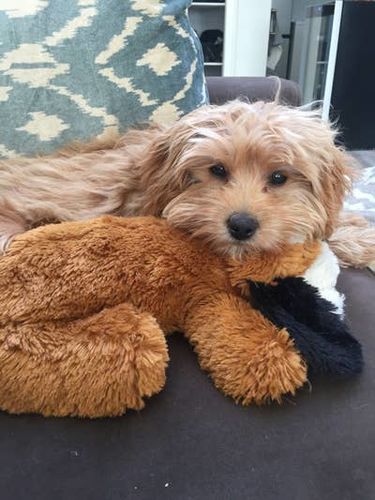 Customer photo review of Snuggle-Pup