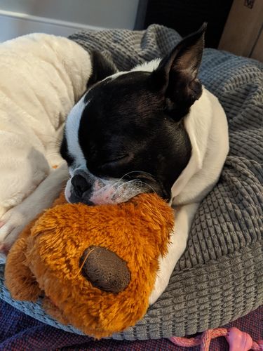 Customer photo review of Snuggle-Pup