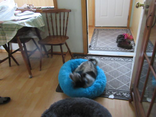 Customer photo review of Comfy Pet Bed Calming High Stretch Soft Faux Fur for Dogs Cats