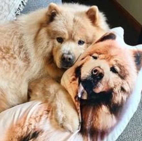 Customer photo review of Personalisiertes Hundekissen™