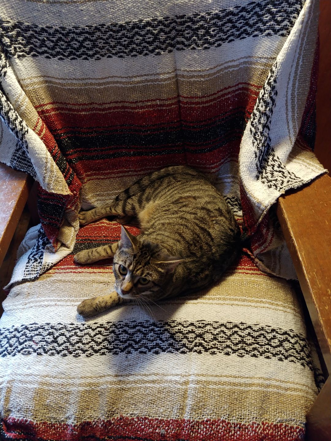 Customer photo review of Striped Falsa Blanket