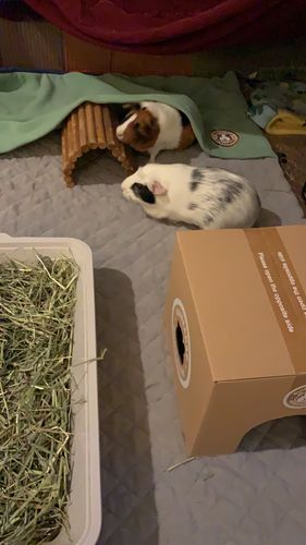Customer photo review of GuineaDad Liner- Full Sizes with Pockets