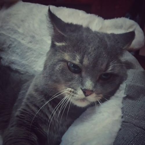 Customer photo review of MICKEY - Das süße Tierbettchen mit Mäuseohren