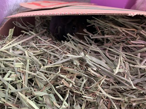 Customer photo review of GuineaDad Nourish Series - Timothy Hay (3 Pack)