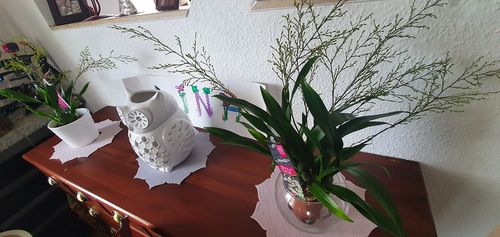 Customer photo review of Duft Orchideen Oncidium 2er Paket