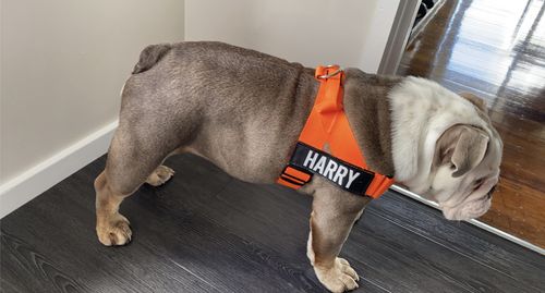 Customer photo review of Custom Name Patch For Dog Harness