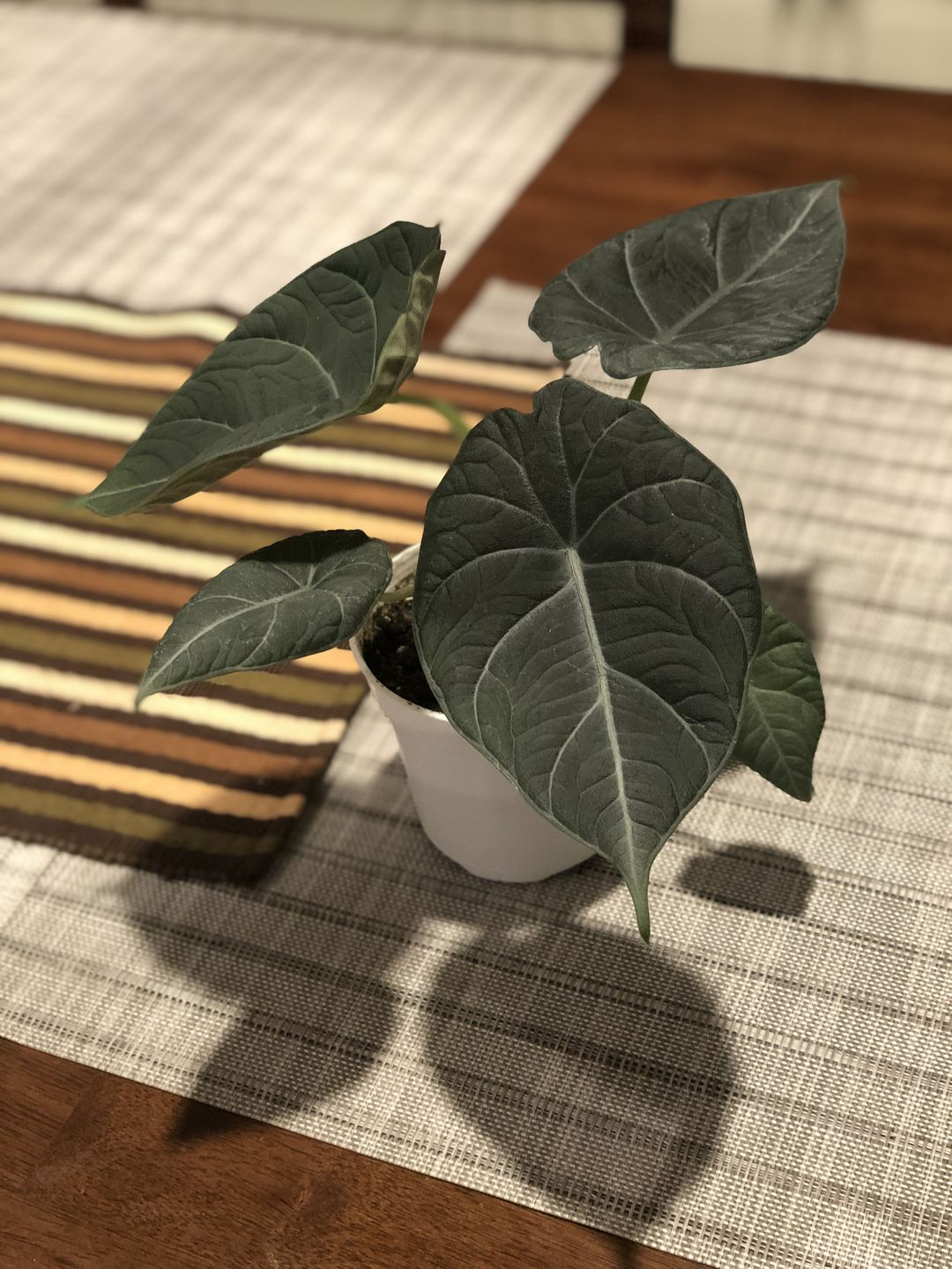 Customer photo review of 4" Alocasia Maharani