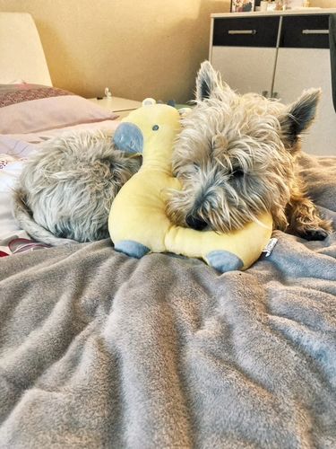 Customer photo review of DOGGY PET - Das süße Kuscheltier für deine Fellnase