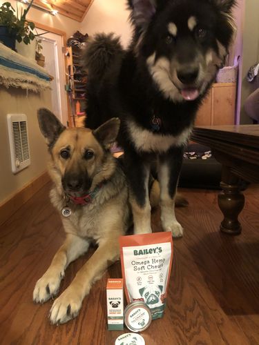 Customer photo review of Bailey's Hemp Infused Paw & Nose Balm w/ Naturally Occurring CBD