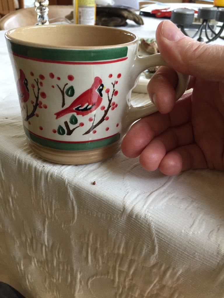 Customer photo review of Large Mug Berry Bird