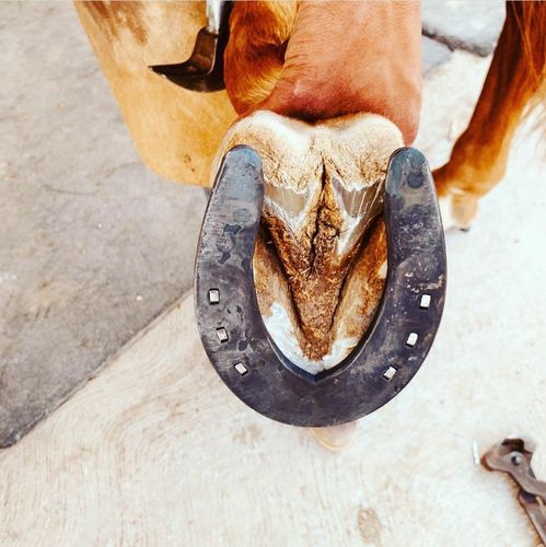 Customer photo review of HERRADURA PRIDE DE PATIN CONICO (1 1/4-3/4) - KERCKHAERT