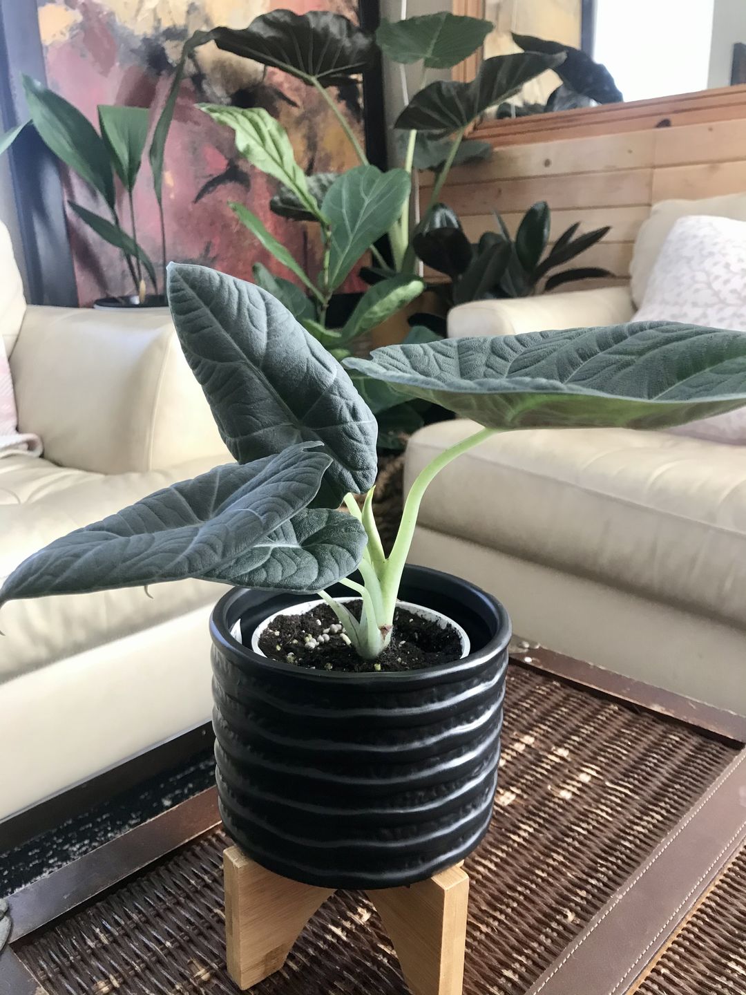 Customer photo review of 4" Alocasia Maharani