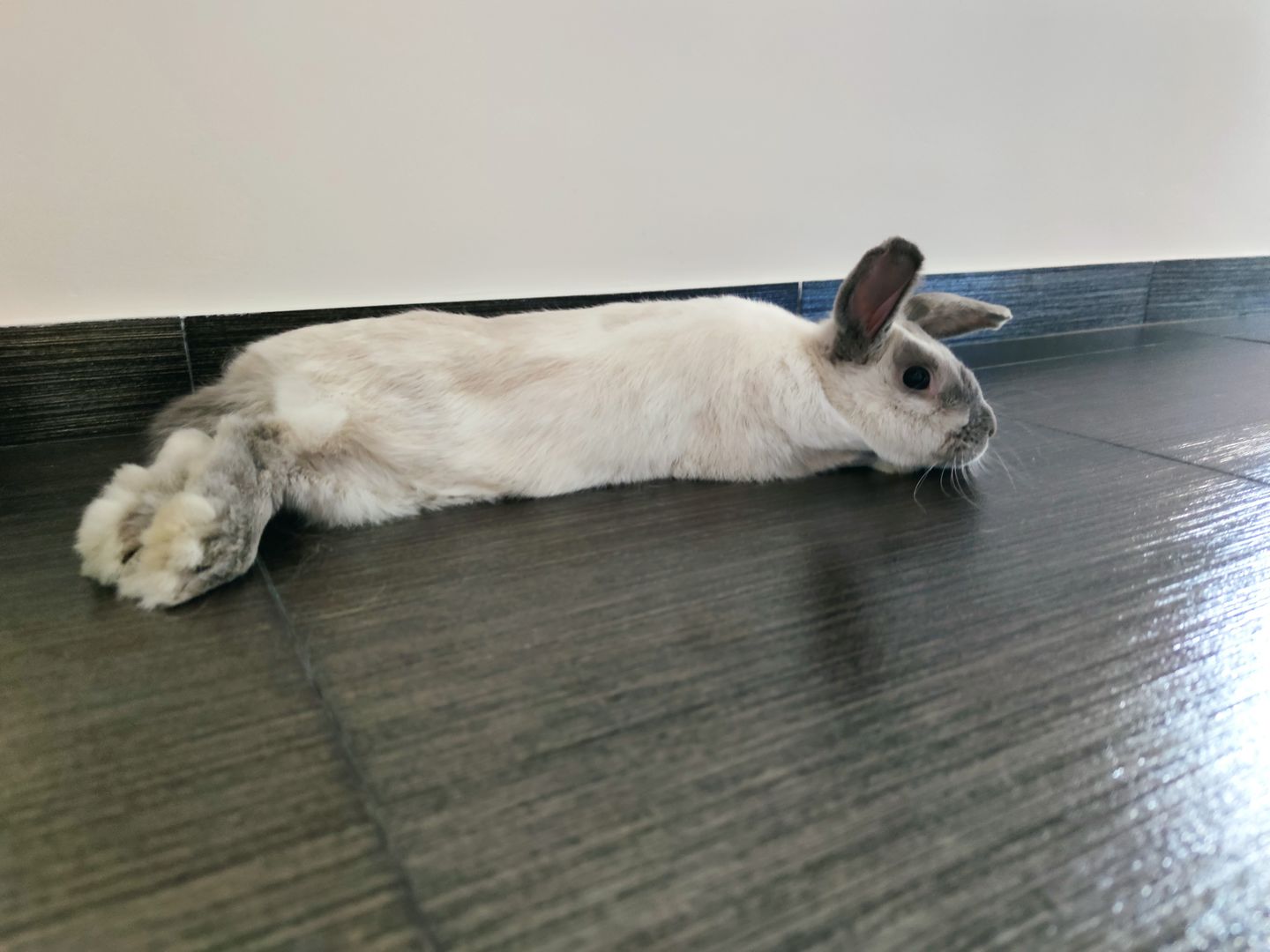 Customer photo review of Burgess Excel Adult Rabbit Nuggets With Mint (Mais opções disponiveis)