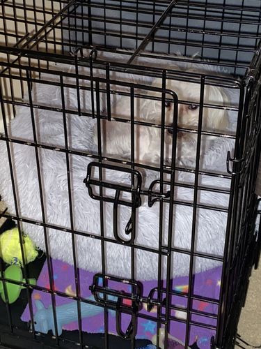 Customer photo review of Comfy Pet Bed Calming High Stretch Soft Faux Fur for Dogs Cats