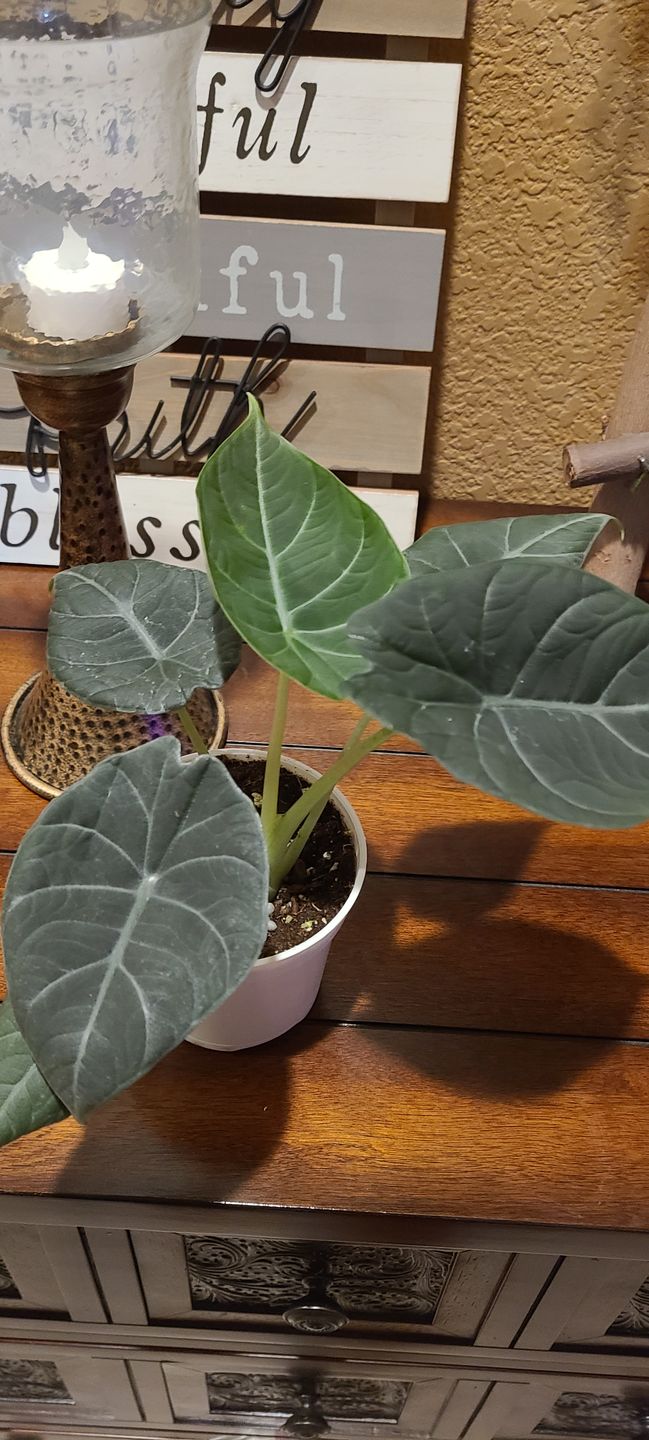 Customer photo review of 4" Alocasia Maharani