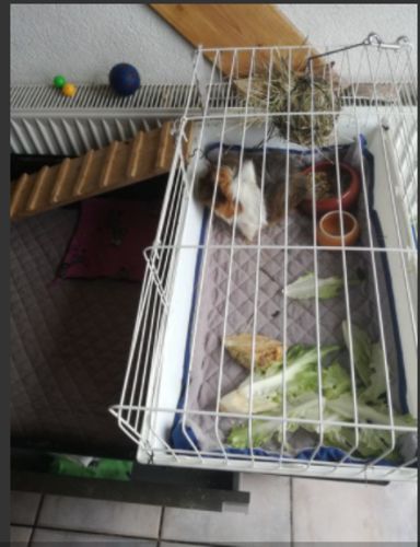 Customer photo review of GuineaDad Liner - Smaller Sizes without Pockets