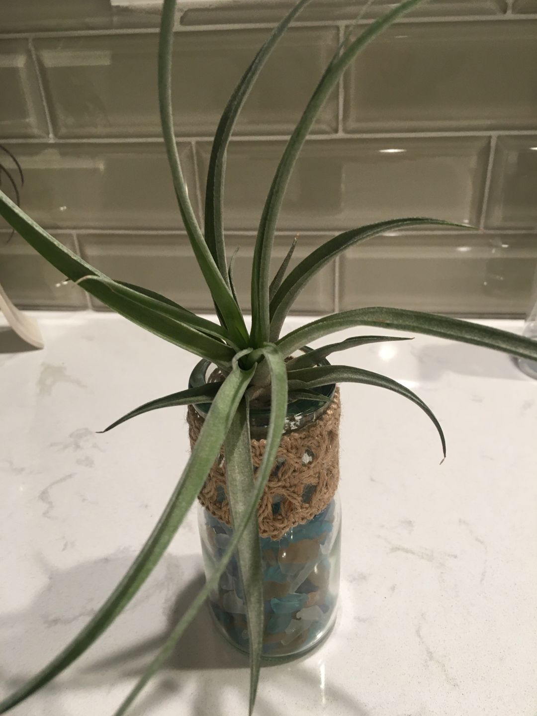 Customer photo review of X Betty  (xerographica x brachycaulos)  *Cannot Be Shipped Internationally*