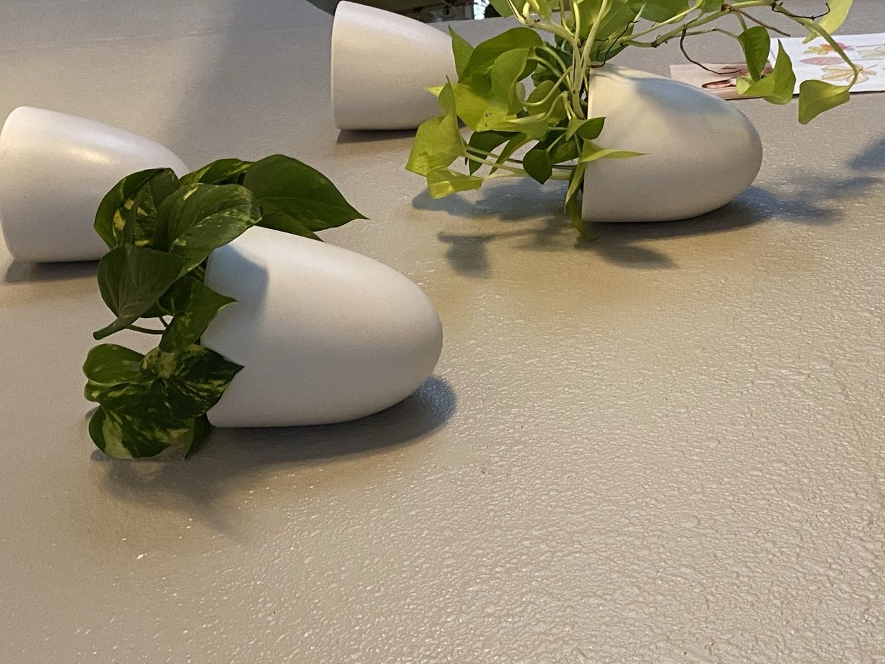 Customer photo review of 4" Pothos Golden