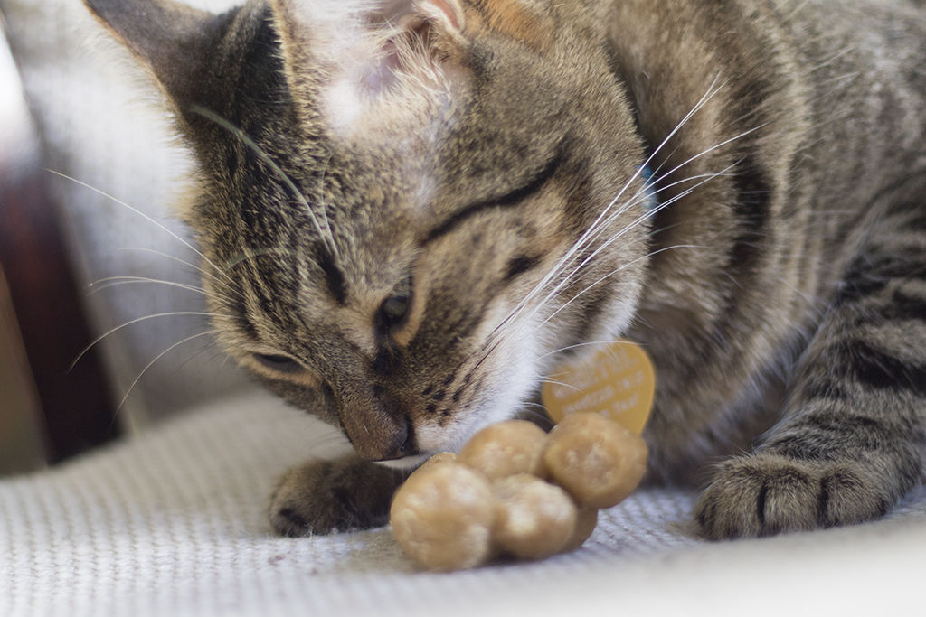 Customer photo review of Cat Treats