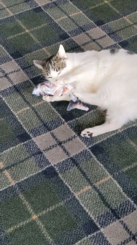 Customer photo review of Floppy Fish Cat Toy