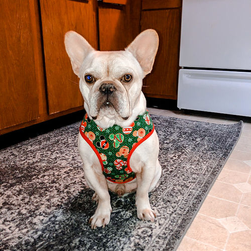 Customer photo review of Christmas cookies dog harness - animation and characters