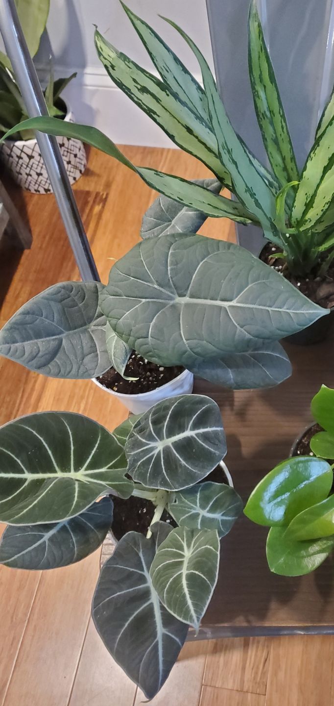 Customer photo review of 4" Alocasia Maharani