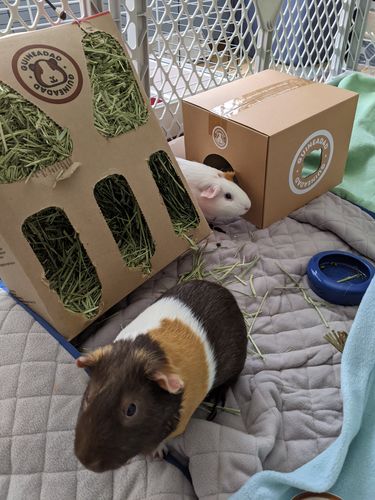 Customer photo review of GuineaDad Liner- Full Sizes with Pockets