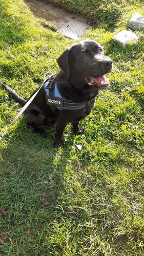 Customer photo review of Pfotenlove - Anti-Zug Personalisiertes Hundegeschirr – Premium Edition