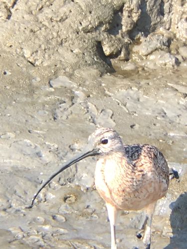 Customer photo review of Uenjoy Inflatable Sup All Around Paddle Board, Full Accessories