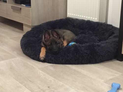 Customer photo review of Coussin Lit Apaisant Panier Chien & Chat