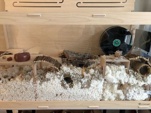Customer photo review of Niteangel Bigger World MDF Terrarium Aspen Poplar Wooden Enclosure for Syrian and Dwarf Hamsters
