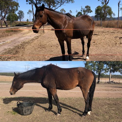 Customer photo review of Digestive VM