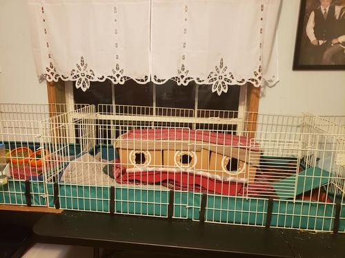Customer photo review of GuineaDad Crunchy Condo - Pack of 3