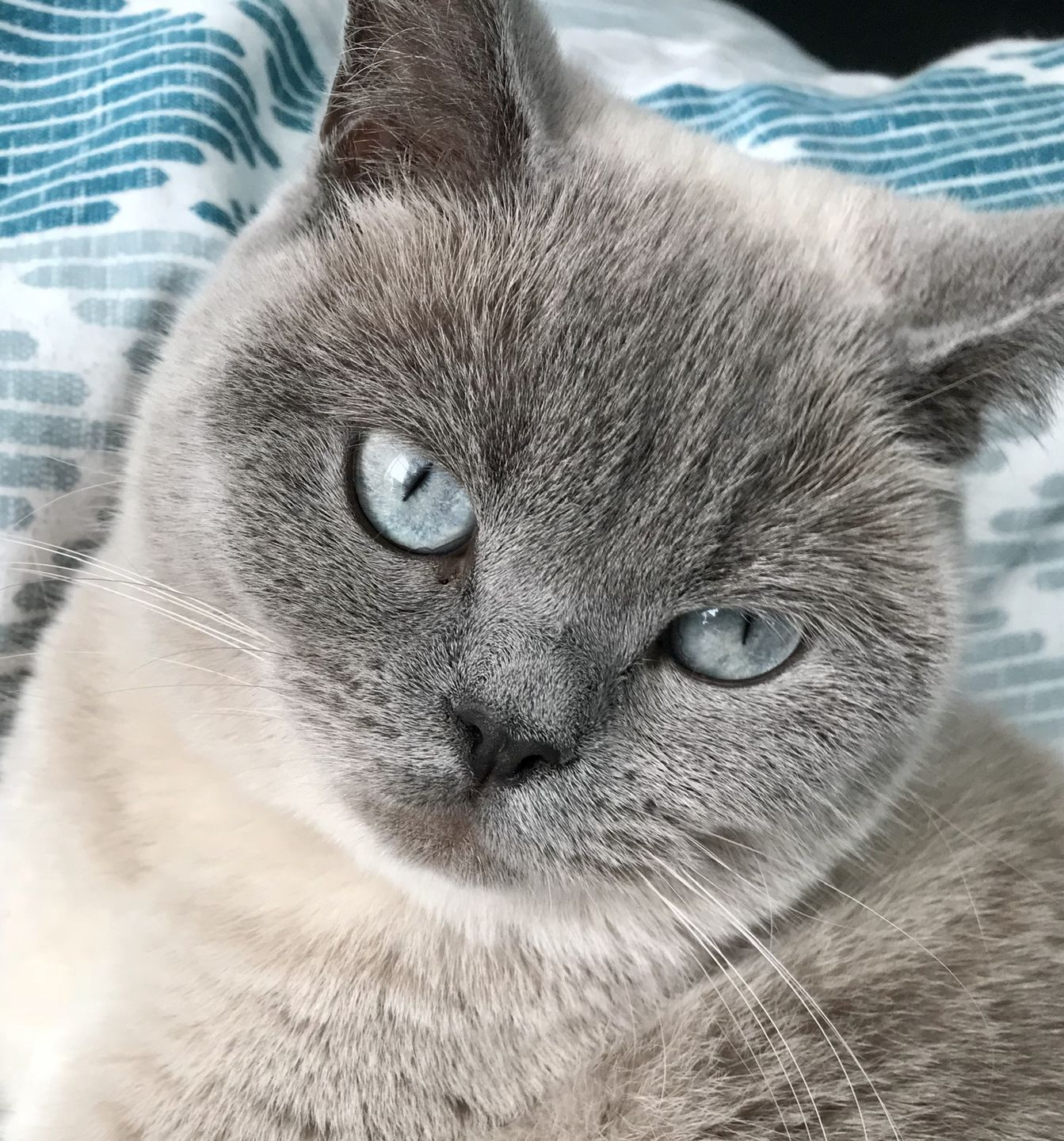 Customer photo review of Cat Spray