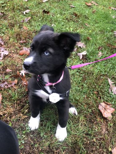 Customer photo review of Concrete Jungle Fetch Smart Pet ID