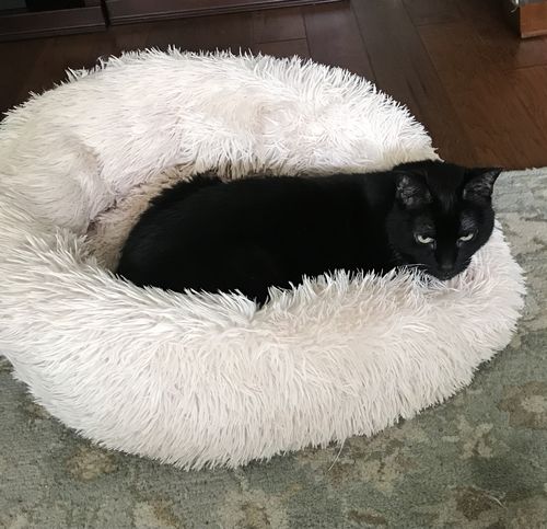 Customer photo review of Comfy Pet Bed Calming High Stretch Soft Faux Fur for Dogs &  Cats