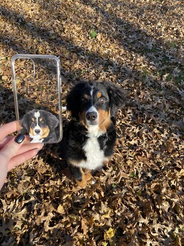 Customer photo review of Custom Pet Phone Case (Original)