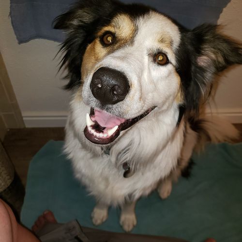 Customer photo review of REAPER KARAMBIT OTF